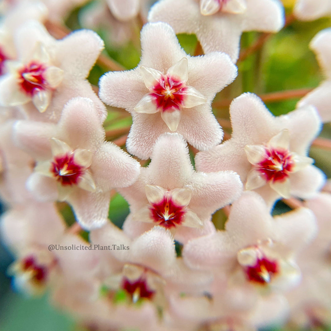 Hoya Mathilde Flower Hoya 'Mathilde' – Unsolicited Plant Talks