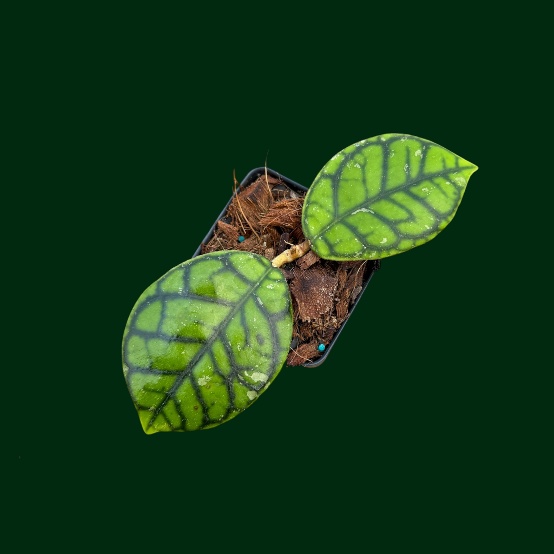 Hoya callistophylla ‘Chibi’
