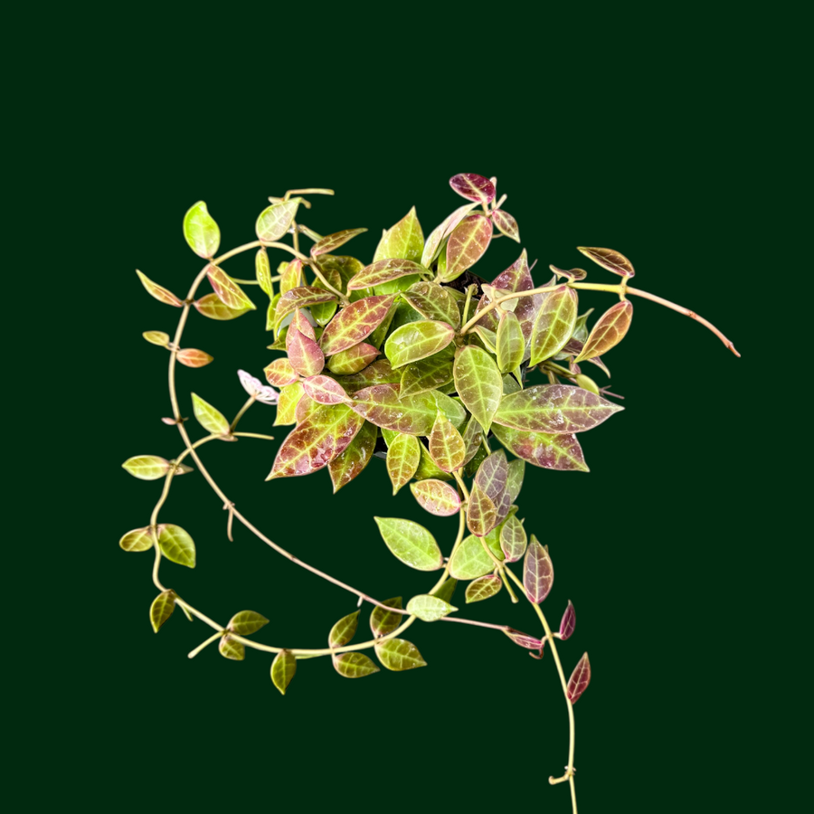 Types of Hoya Plants Your Guide Through Different Hoya Varieties