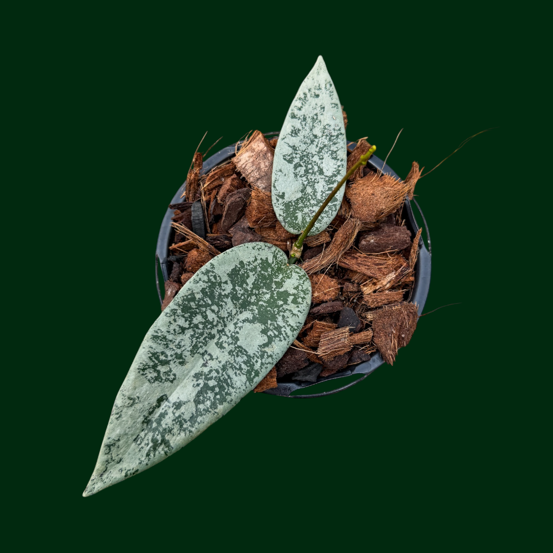 Hoya flagellata (silver, Indonesia)