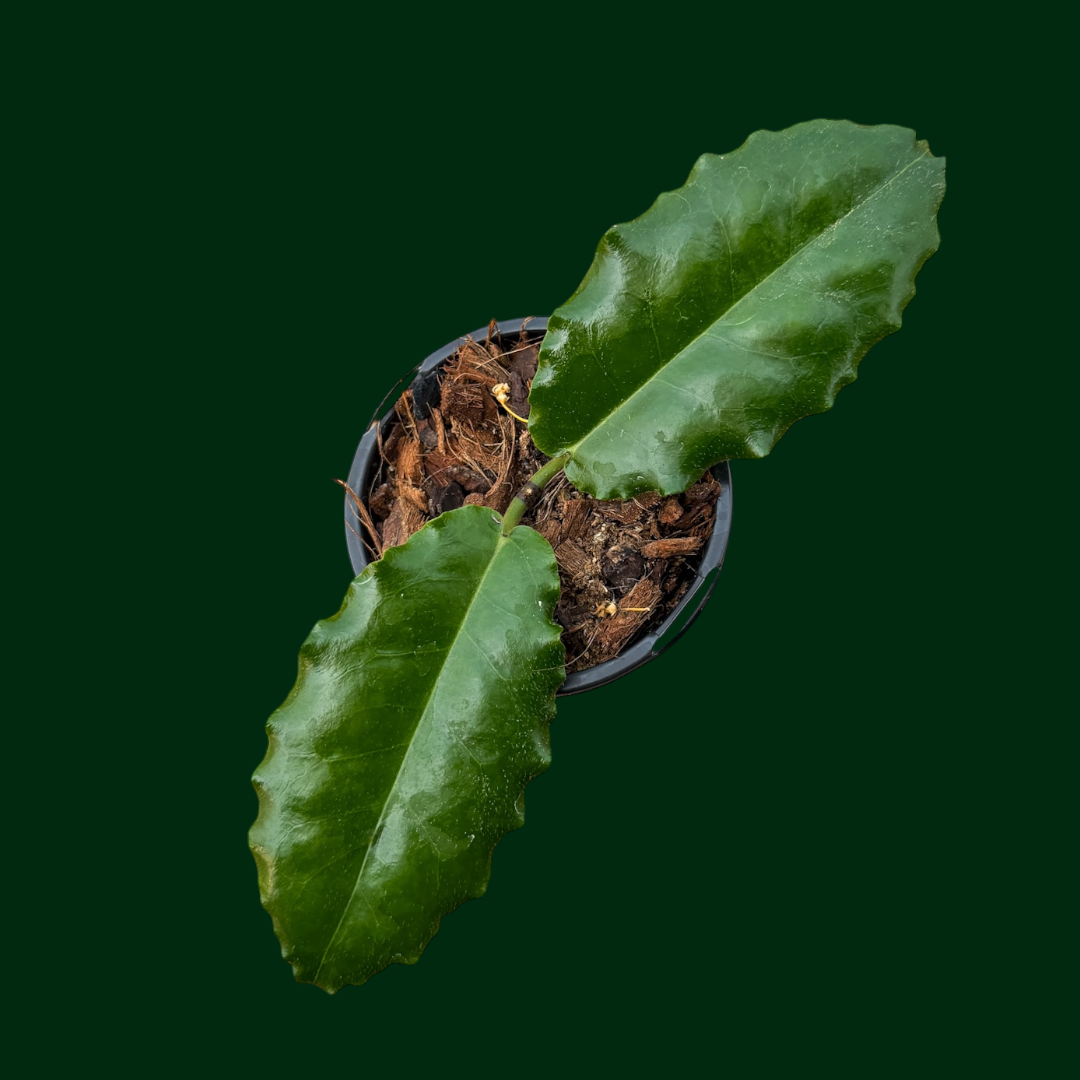 Hoya versteegii