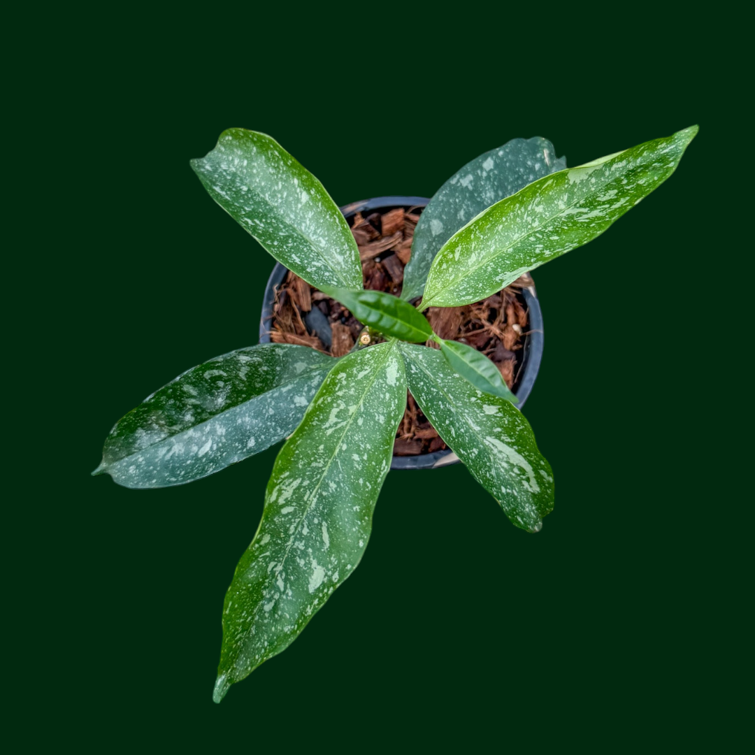 Hoya occultata (splash)