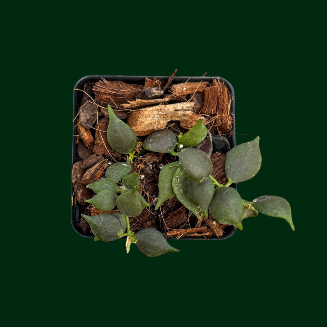 Dischidia sp. (black leaves)