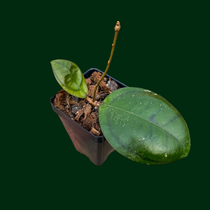 Hoya callistophylla ‘Turtle’