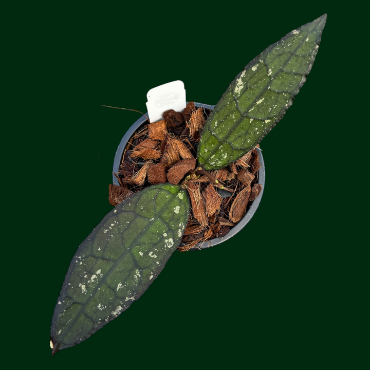Hoya clemensiorum (Dark, Aceh)