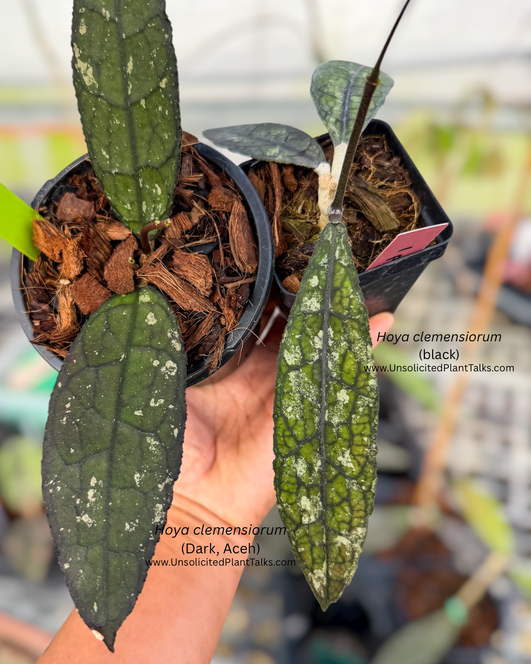 Hoya clemensiorum (Dark, Aceh)