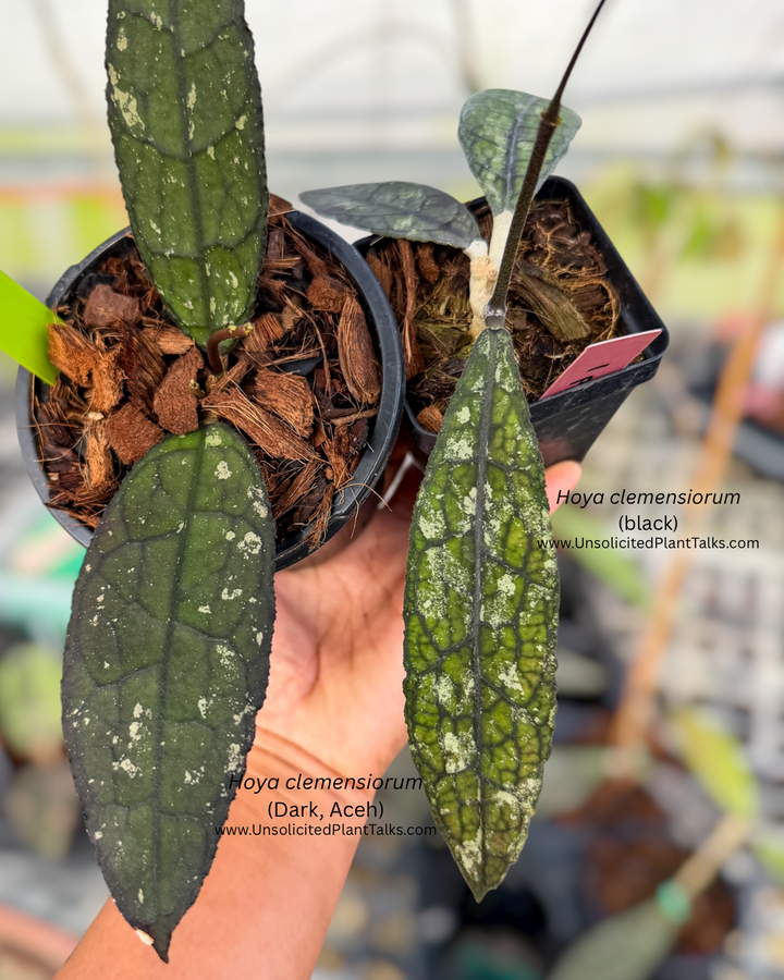 Hoya clemensiorum (Dark, Aceh)