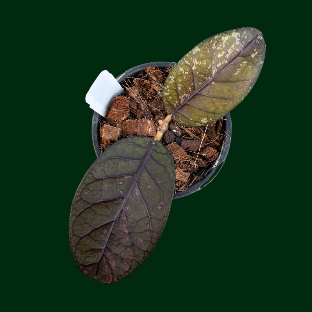 Hoya ‘Mustika’ (Aceh) - PLEASE READ THE DESCRIPTION