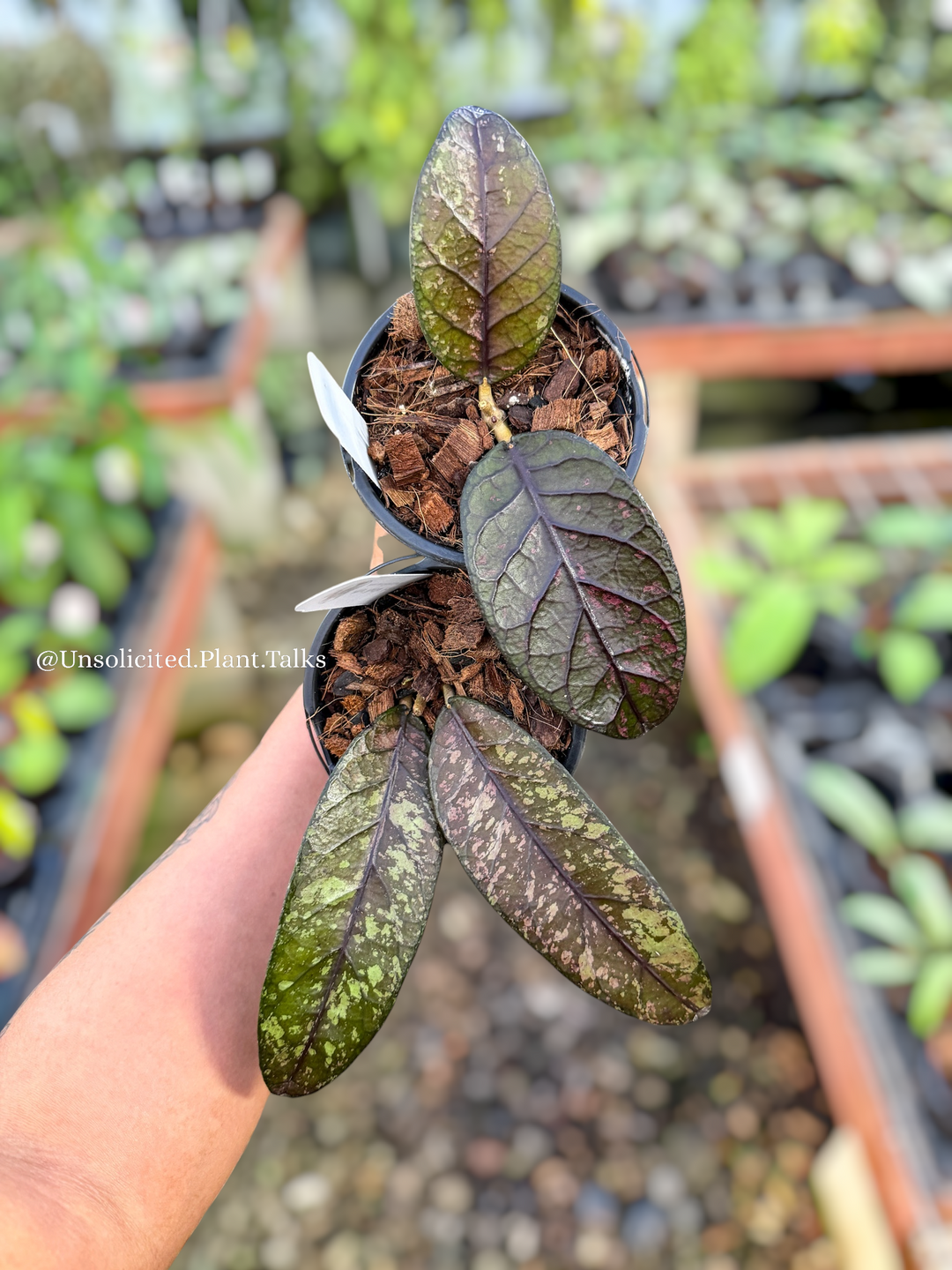 Hoya ‘Mustika’ (Aceh) - PLEASE READ THE DESCRIPTION