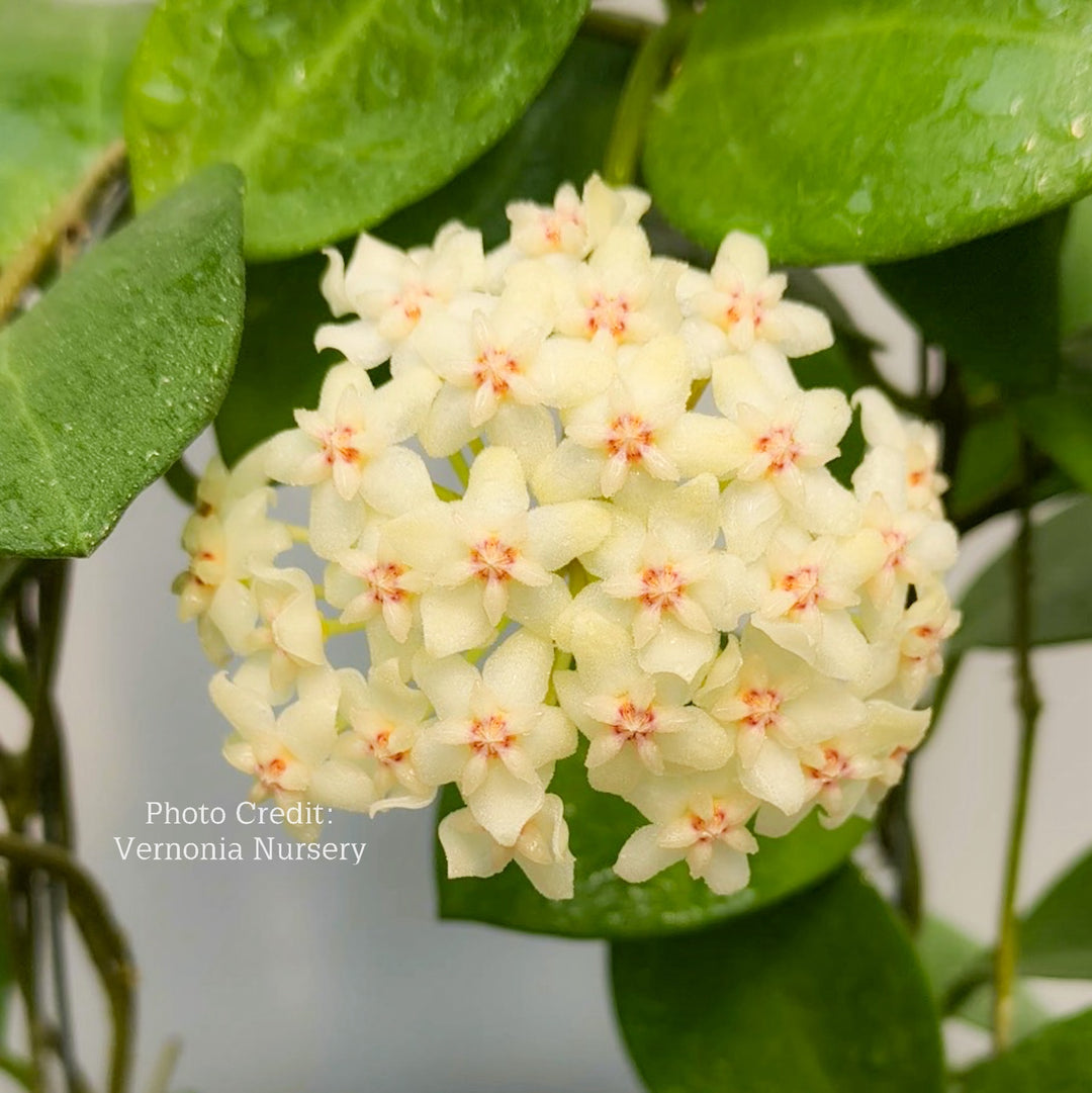 Hoya (patcharawalai 023 x elliptica)