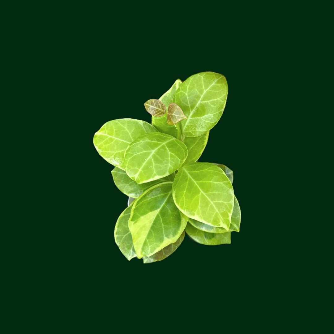 Hoya obscura (outer variegated)