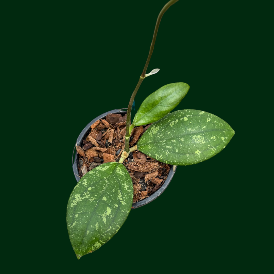 Hoya sp. (Bengkulu, NEW)