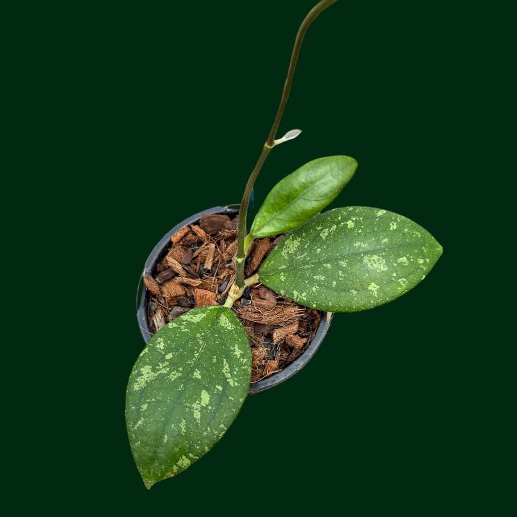 HOYA SP bengkulu sumatra 商談中 Hoya sp. (Bengkulu, NEW) – Unsolicited Plant Talks