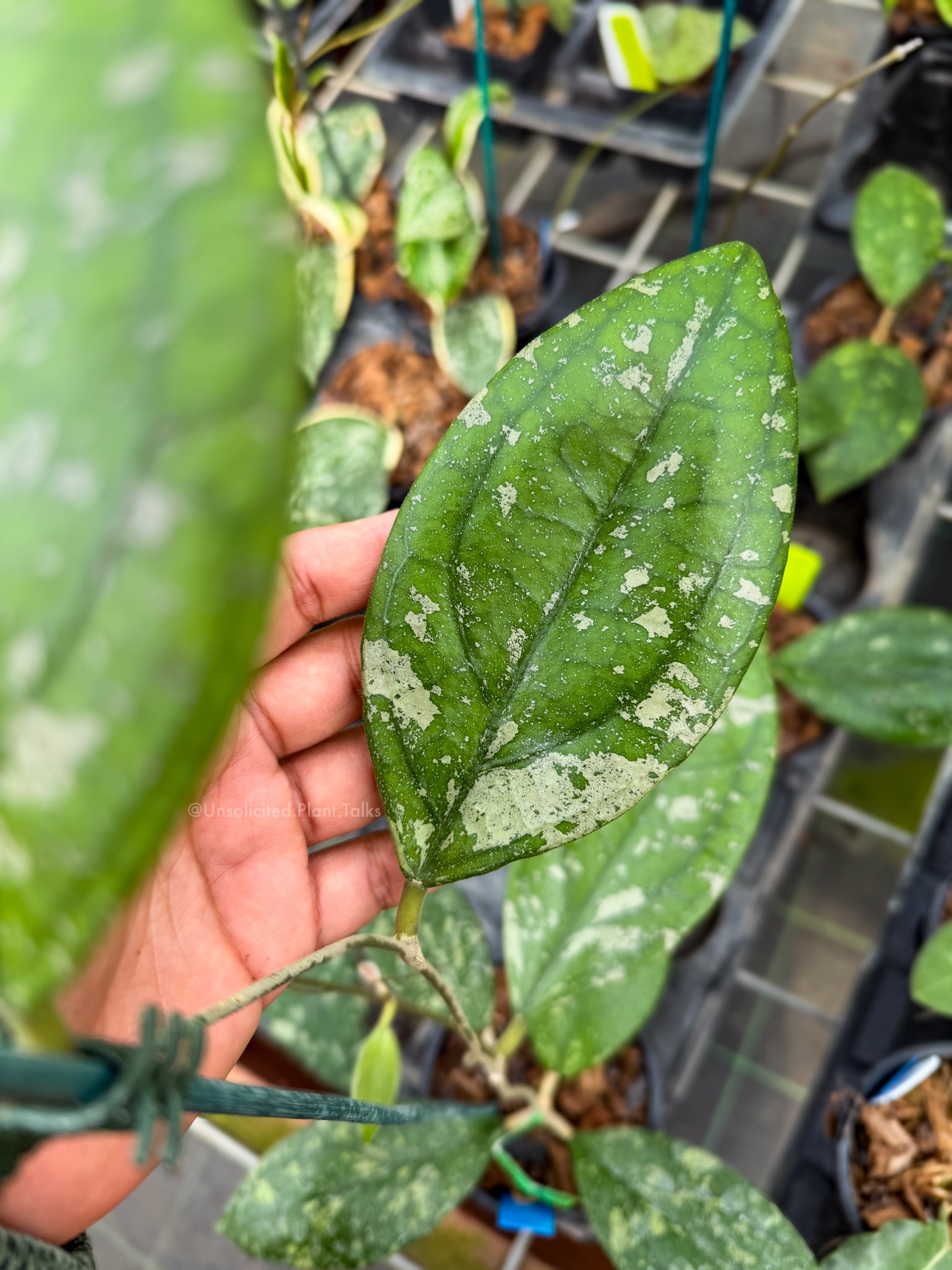 HOYA SP bengkulu sumatra 商談中 Hoya sp. (Bengkulu, NEW) – Unsolicited Plant Talks