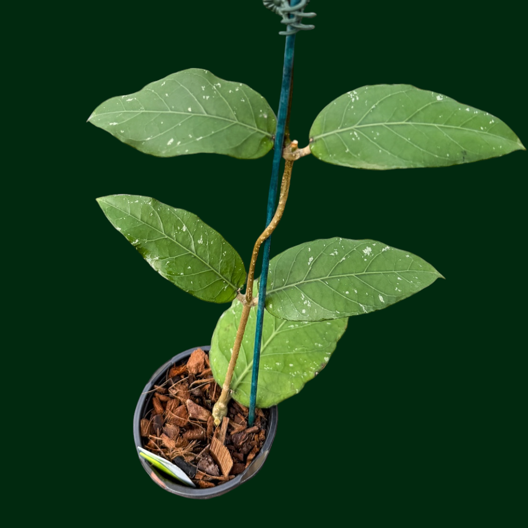 Hoya sp. (Gunung Kelam)