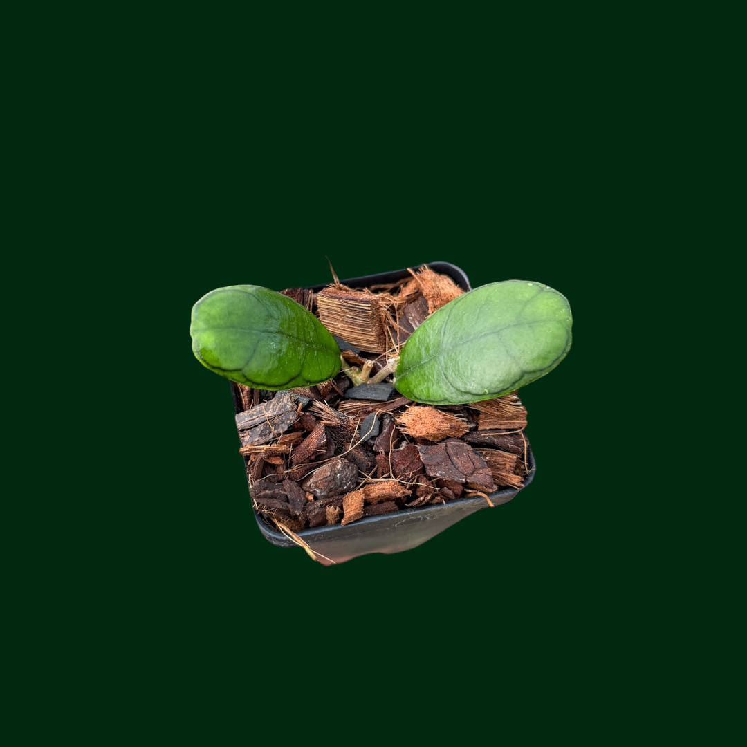 Hoya sp. ‘Mutia’ (Aceh)