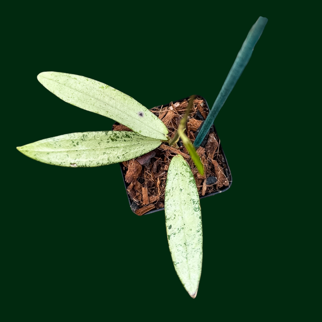 Hoya sp. Bengkulu (Rindu Rafflesia, silver)