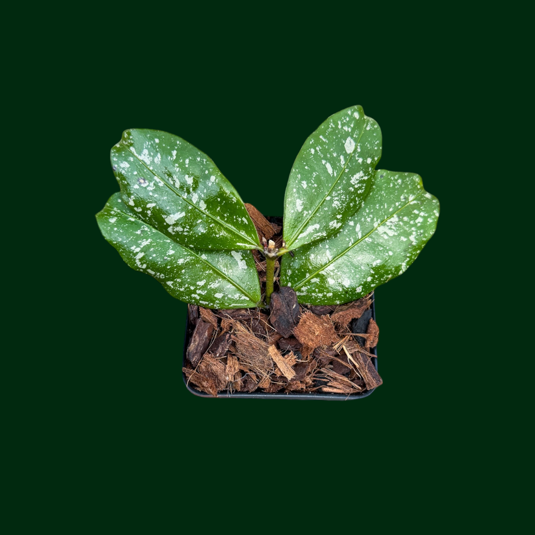 Hoya sp. (Garut)