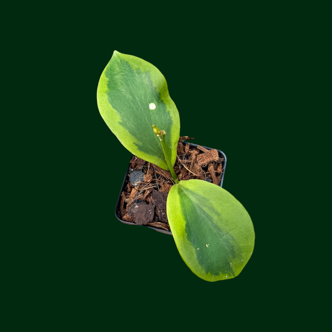 Hoya anulata ‘Verdora’