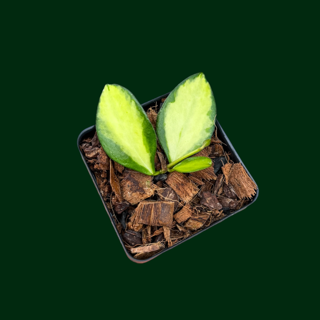 Hoya incurvula ‘Lime Whisper’