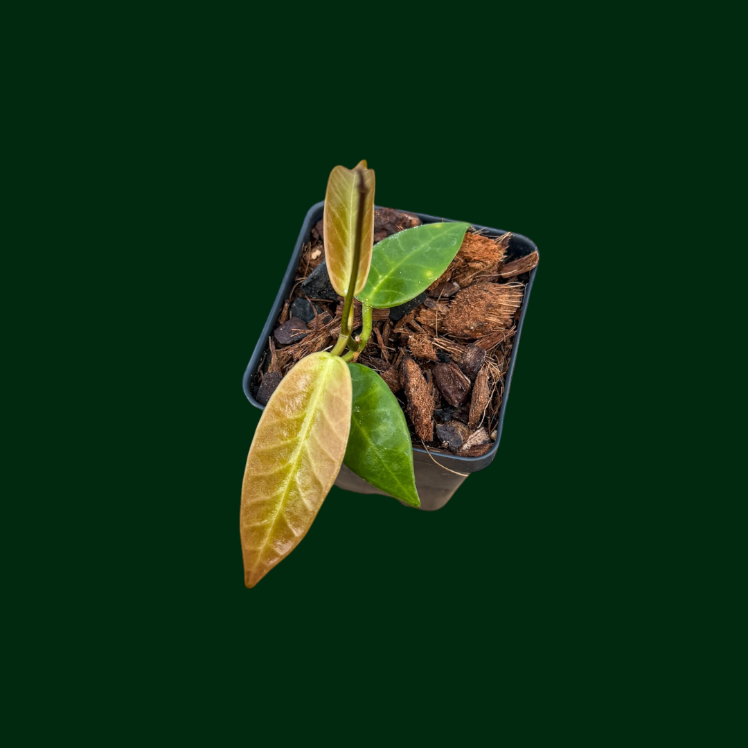 Hoya apoensis (short leaf)