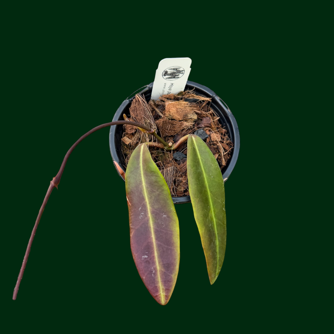 Unsolicited Plant Talks Hoya pulchra