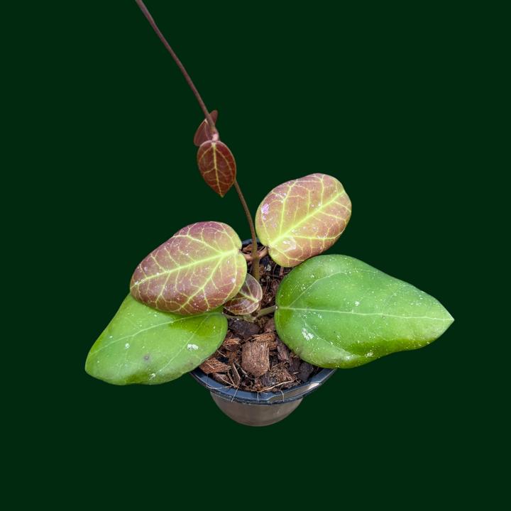 Hoya sp. VN-570 (Borneo)