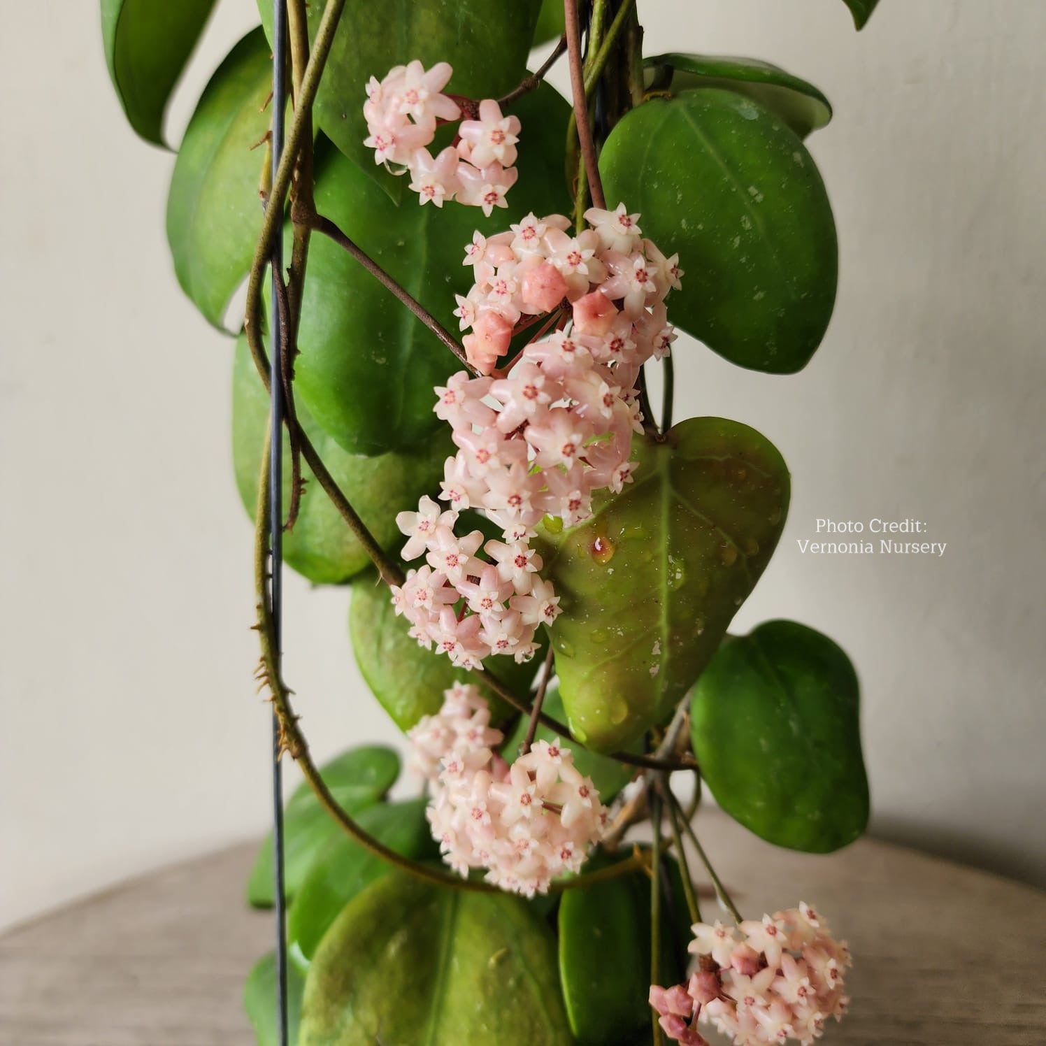 Hoya sp. VN-570 (Borneo) – Unsolicited Plant Talks
