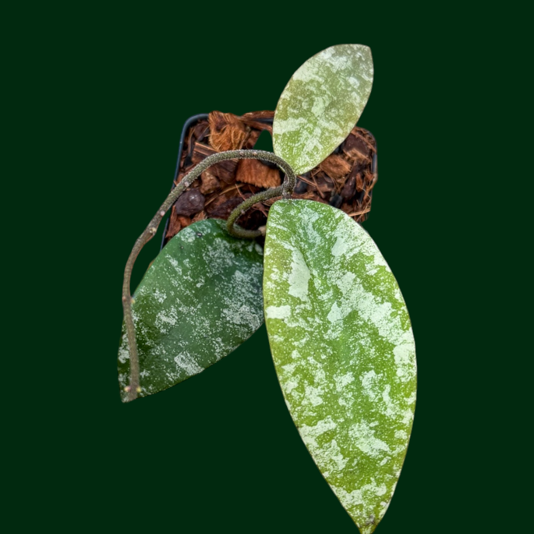 Hoya flagellata (splash, Thailand)