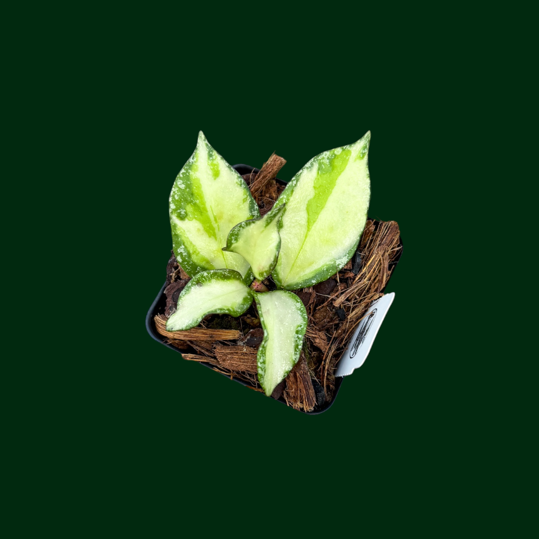 Hoya nabawanensis (variegated)