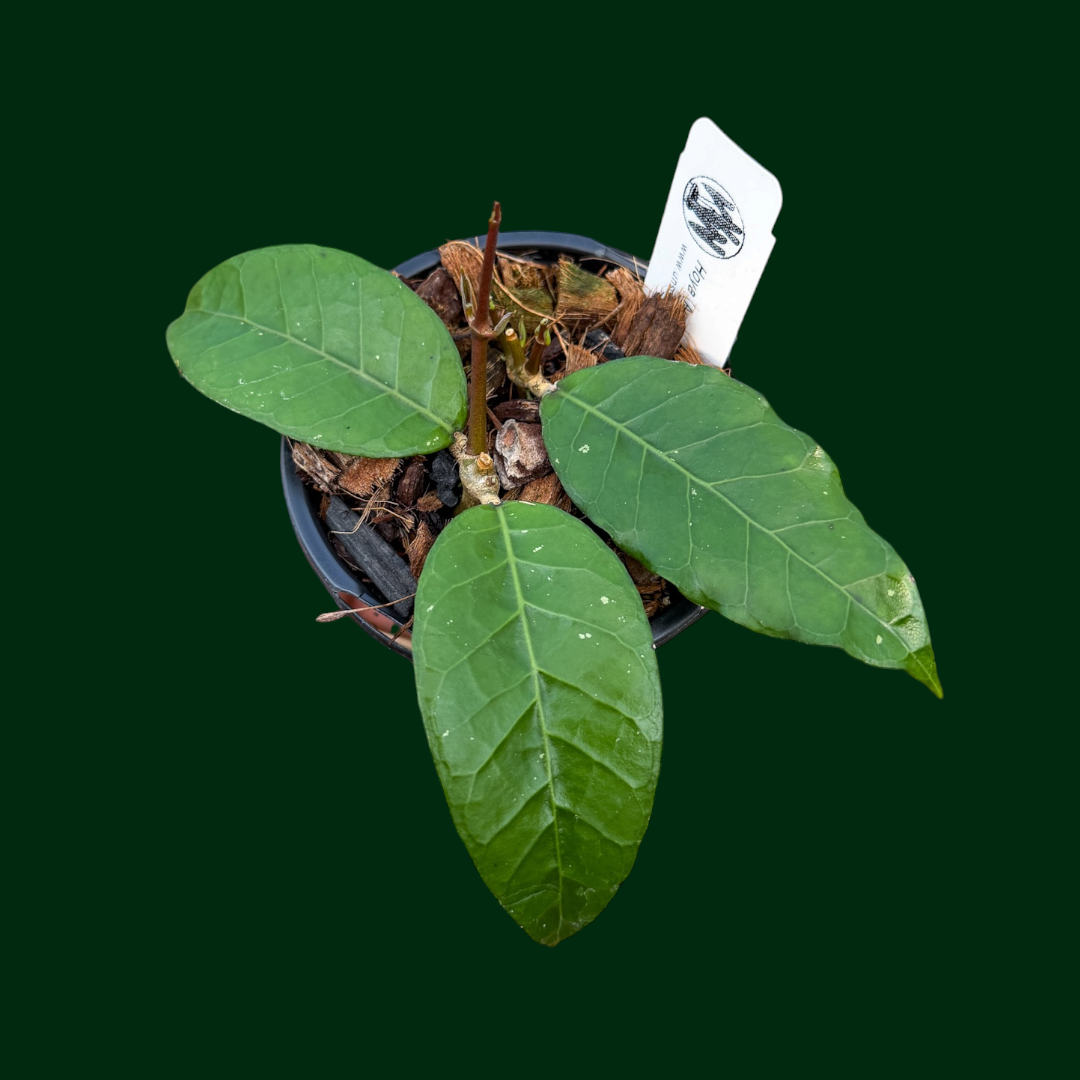 Hoya ‘RVD’ (Aceh)