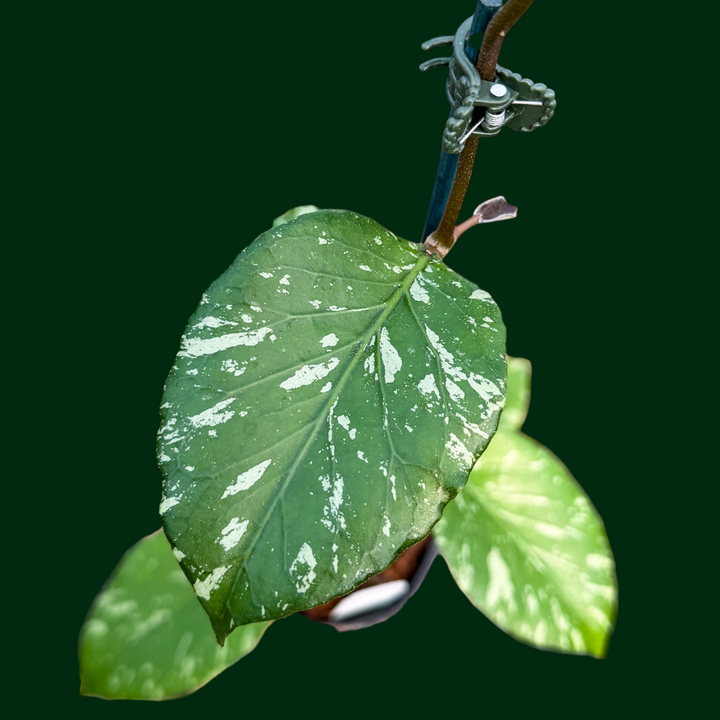 Hoya sp. ‘Manohara’ (Gunung Leuser)