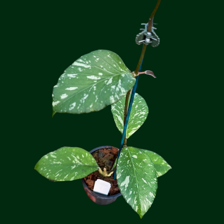 Hoya sp. ‘Manohara’ (Gunung Leuser)