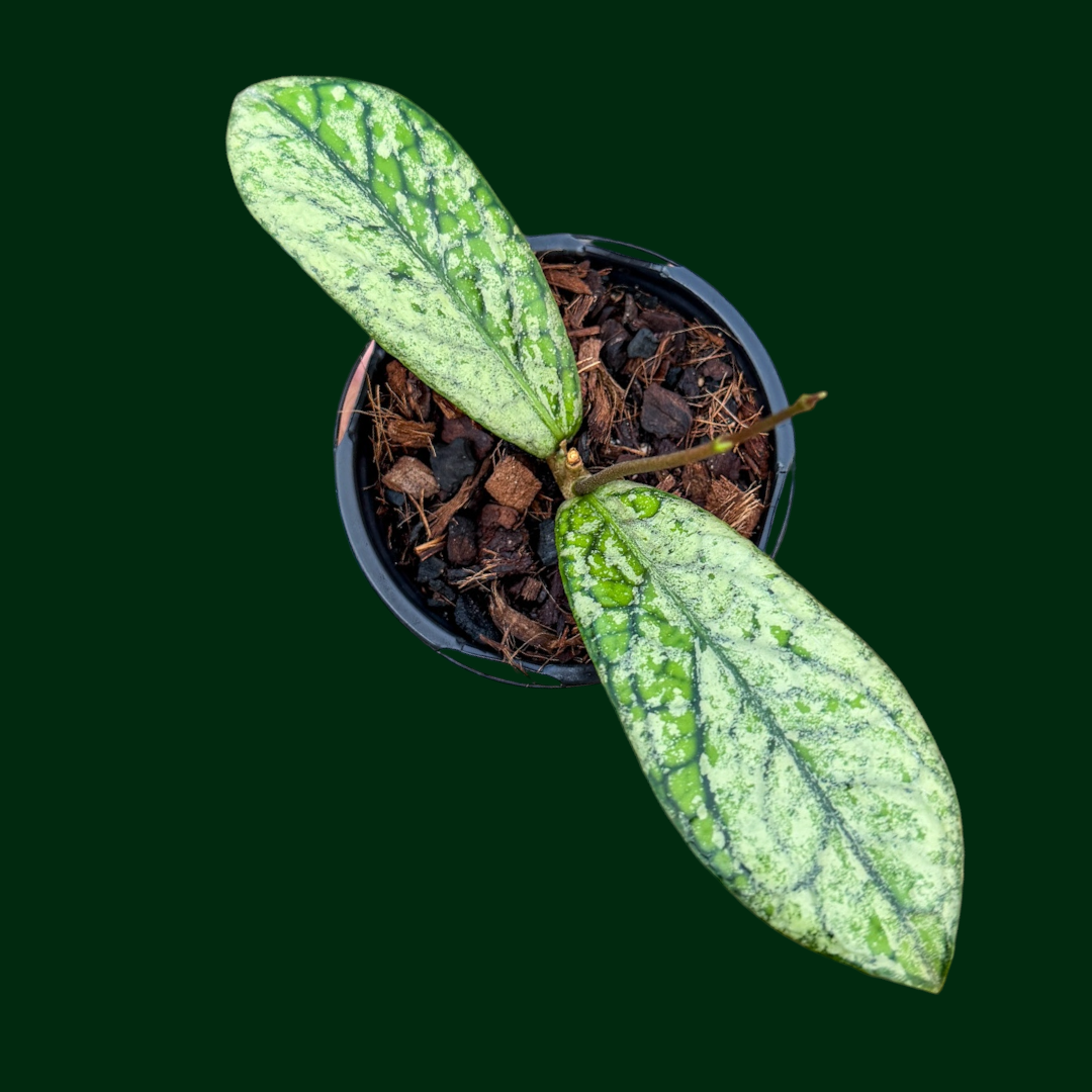 Hoya sp. Tanggamus (silver)