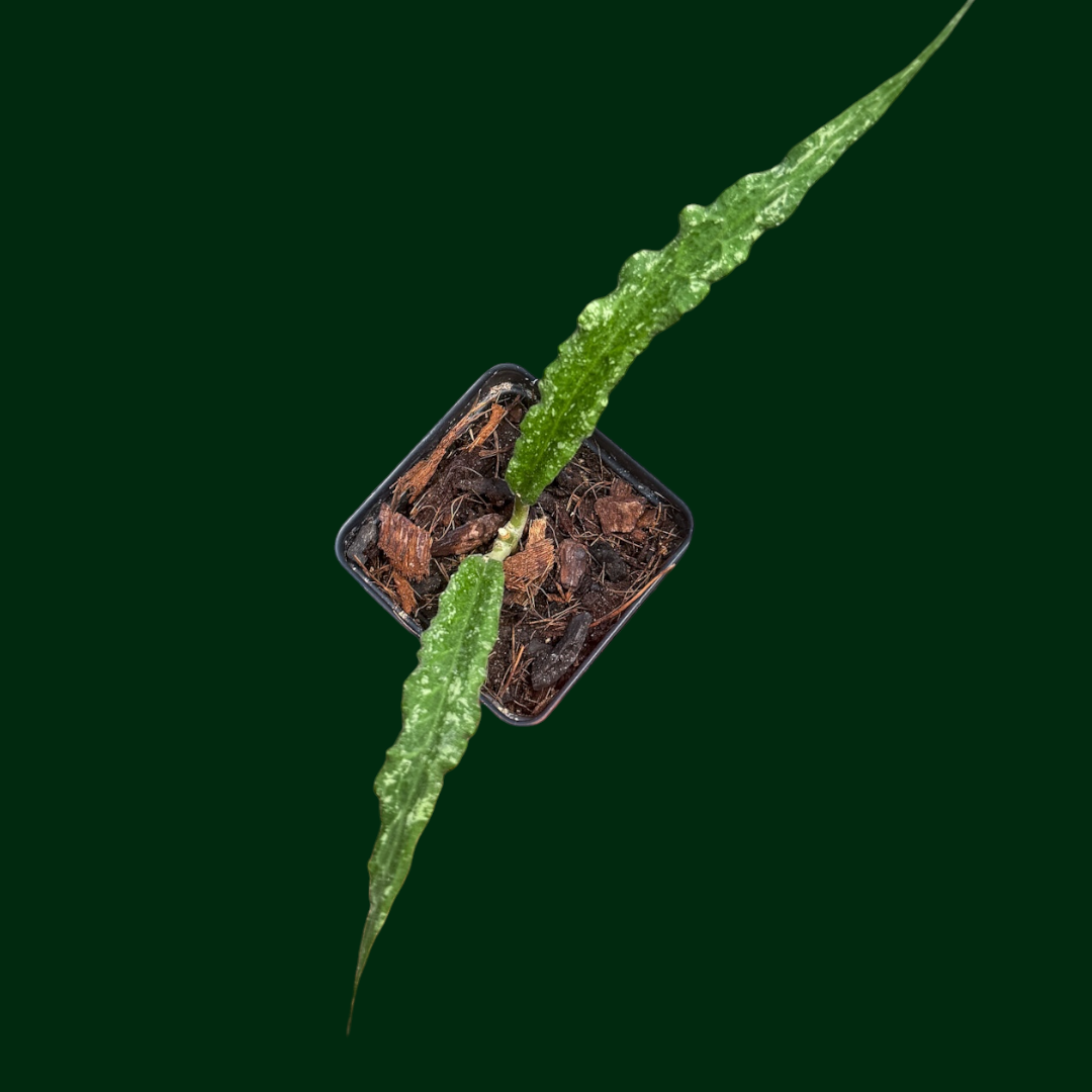 Hoya sp. (Blang Beke Z3)