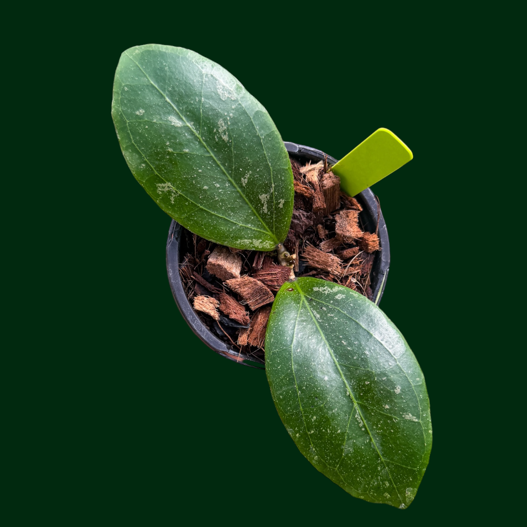 Hoya LP020 (LP009 x caudata sumatra)