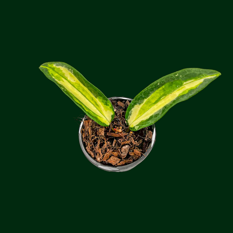 IMG-9543.png?v=1731108563&