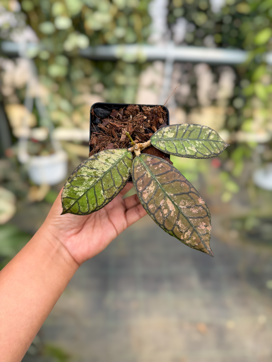 PS0476 - Hoya sp. Gunung Gading (Ghost)