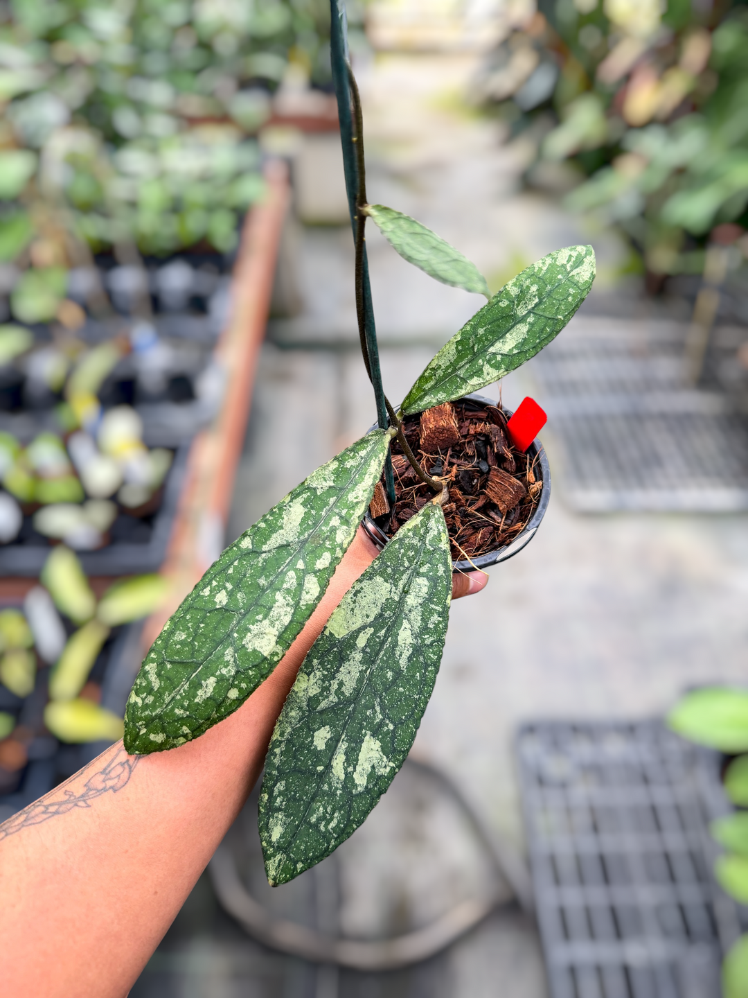 PS0208 - Hoya clemensiorum (splash)
