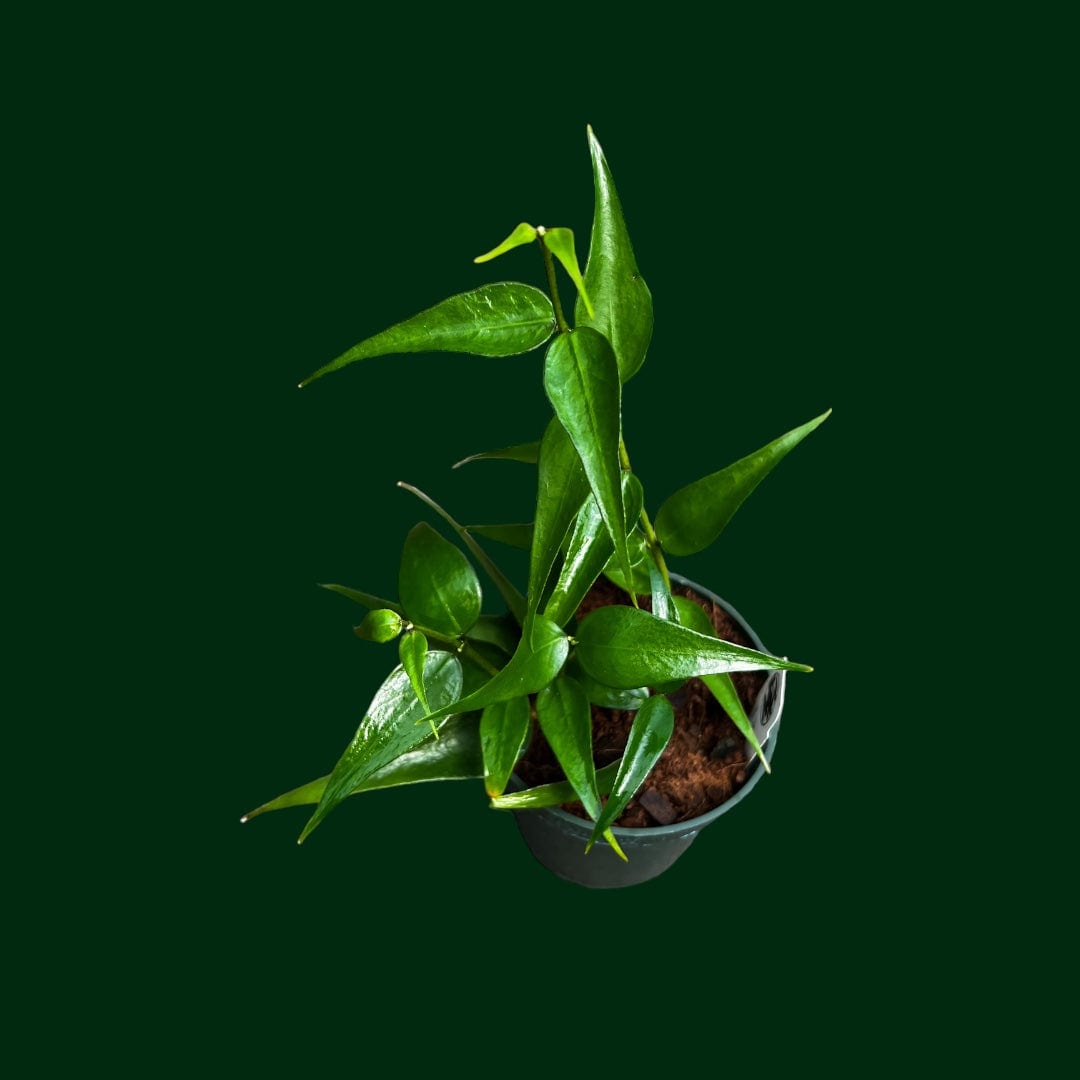 sansevieria burmanica Hoya burmanica – Unsolicited Plant Talks