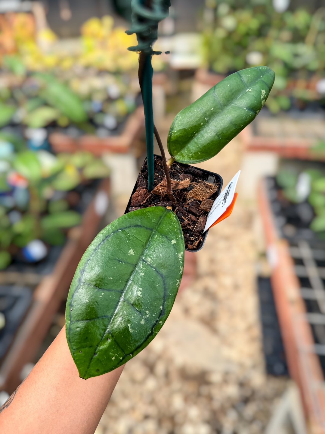 PS0529 - Hoya callistophylla ‘Turtle’