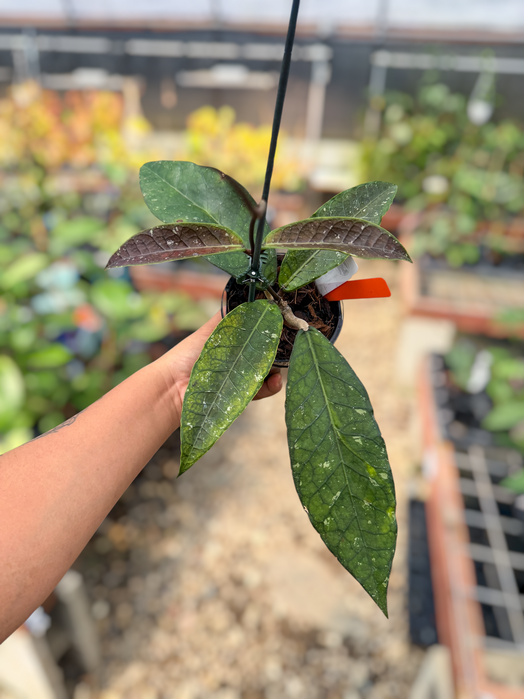 PS0520 - Hoya sp. (Aceh, No.4)