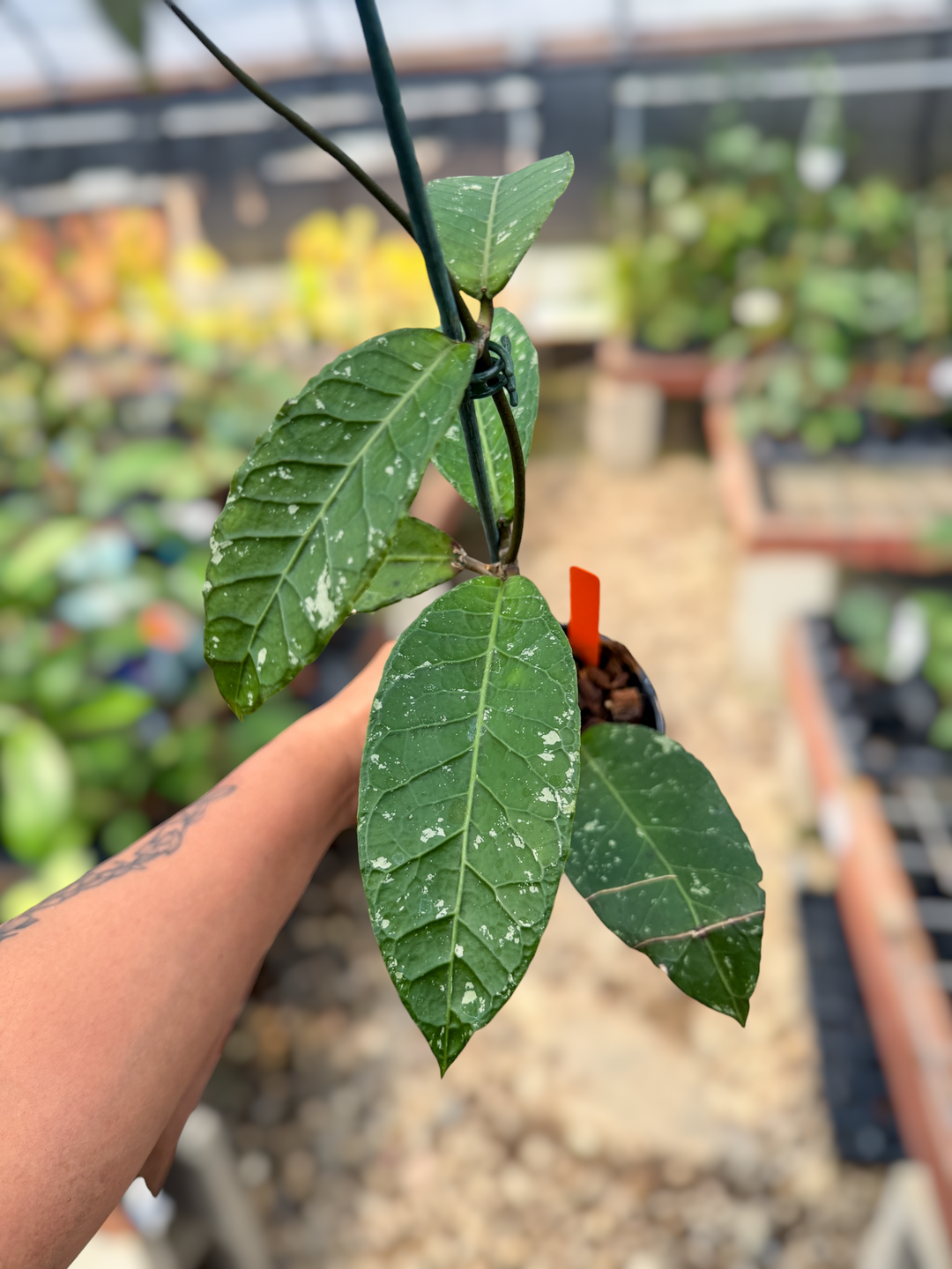 PS0536 - Hoya sp. (Aceh No.6)