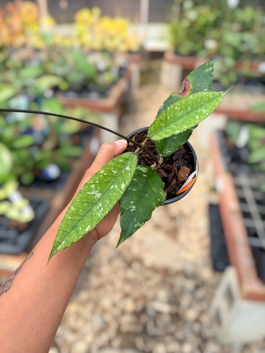 PS0534 - Hoya sp. (Aceh No.12)
