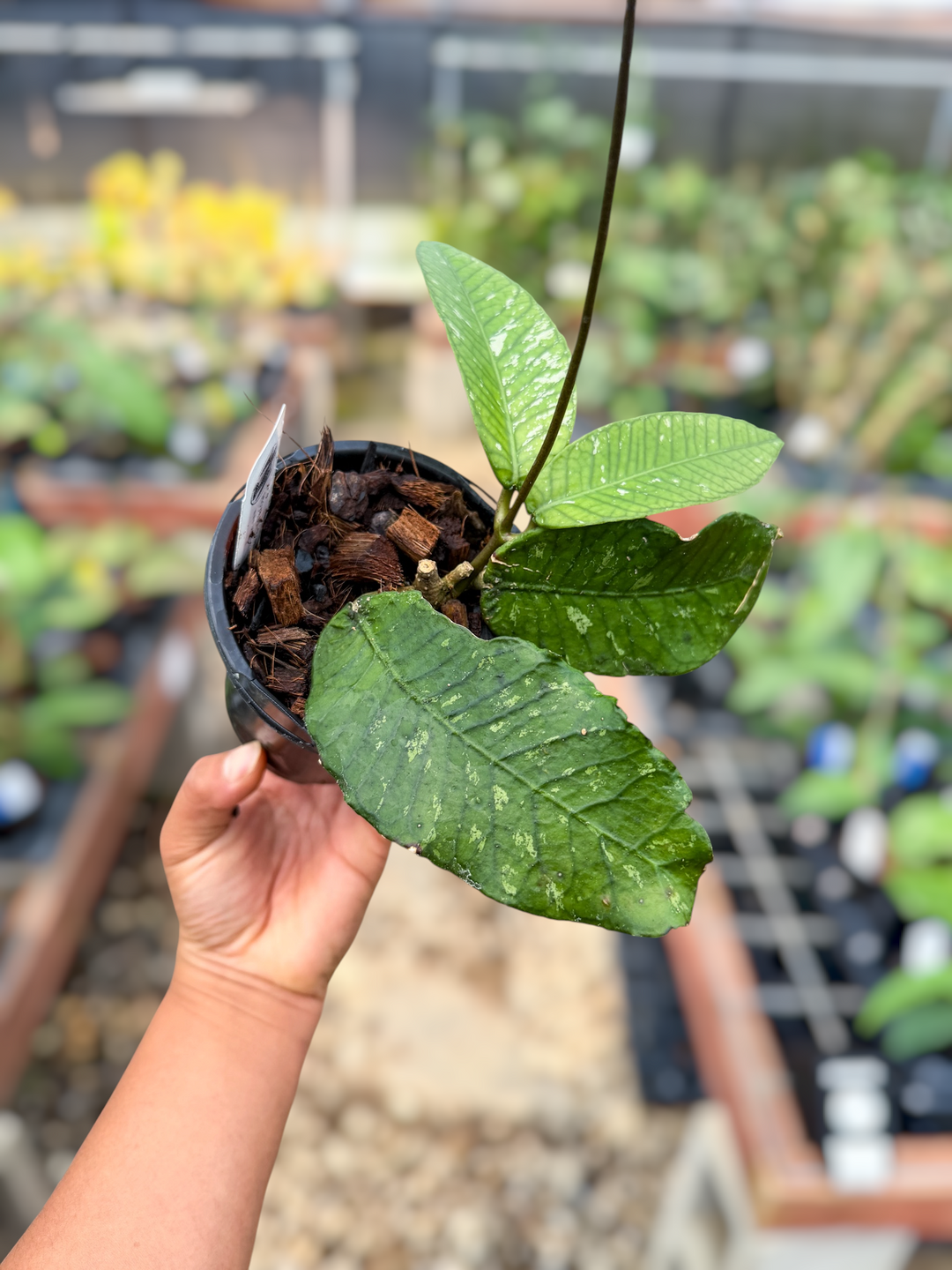PS0533 - Hoya sp. (Aceh No.18)