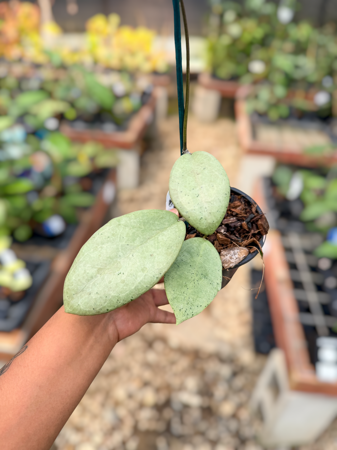 PS0532 - Hoya sp. (Menak Sopal, silver)