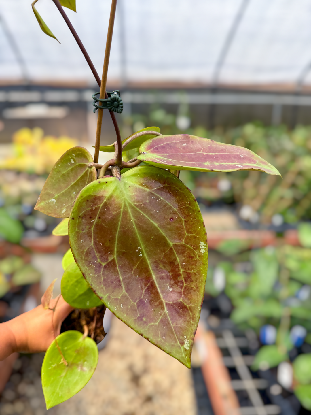 PS0566 - Hoya glabra (Indonesia)