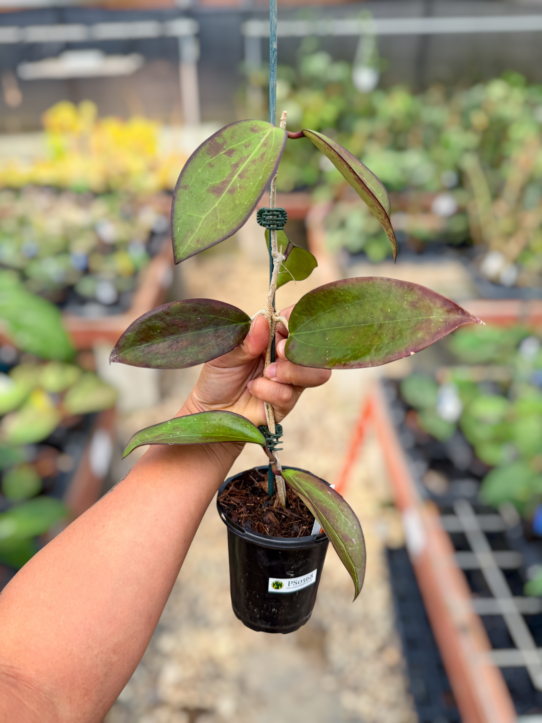 PS0568 - Hoya ‘Black Baabel’ (AH)