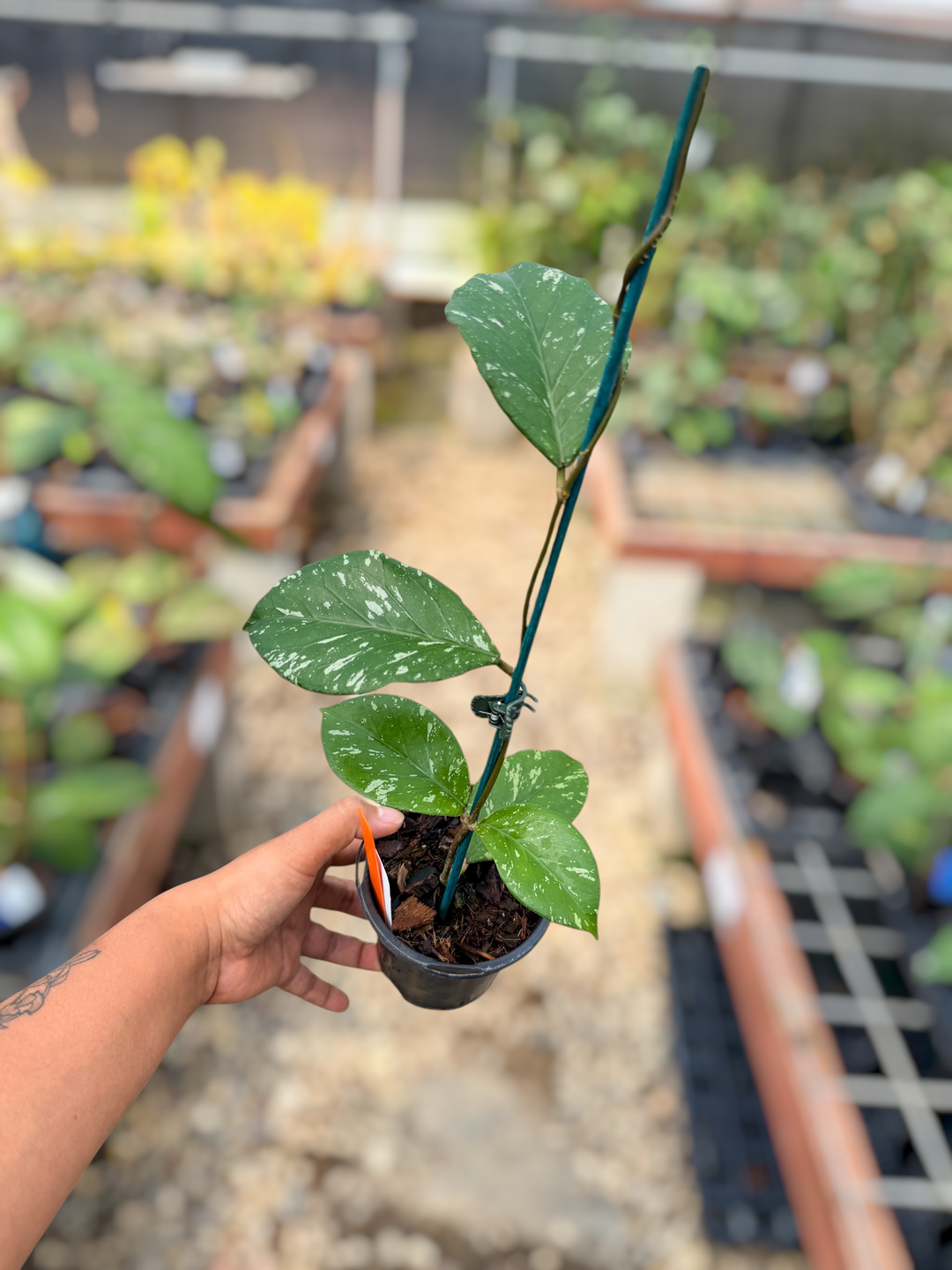 PS0504 - Hoya ‘Manohara’ (Gunung Leuser)