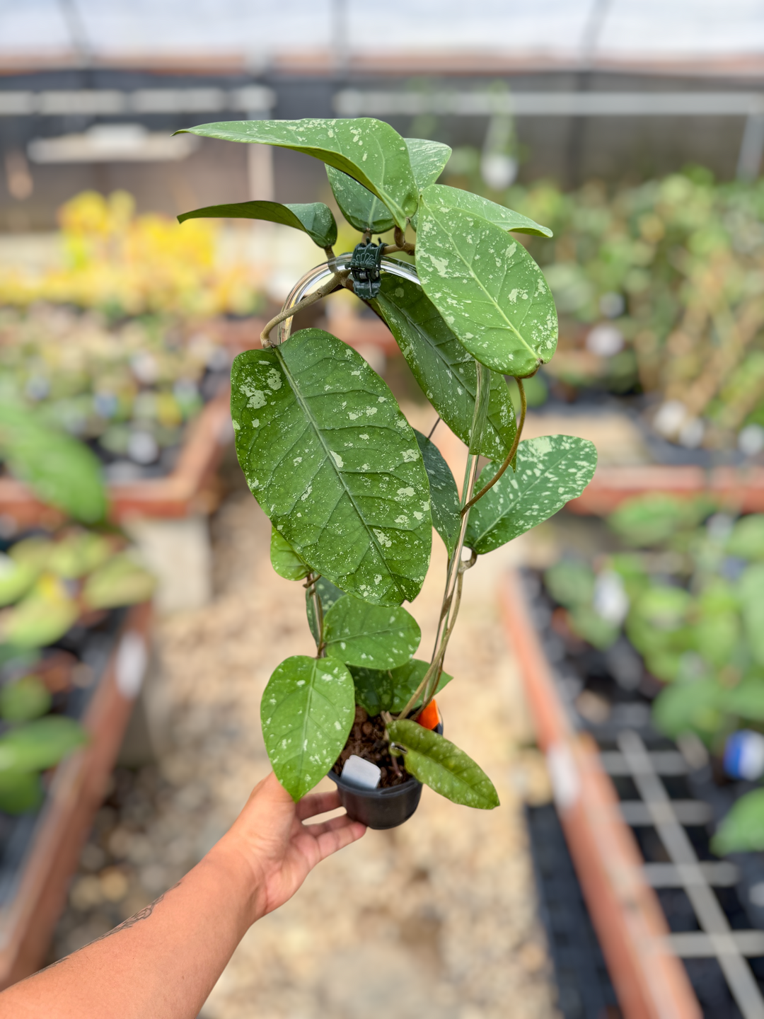 PS0501 - Hoya ‘Air Suri’ (Aceh)